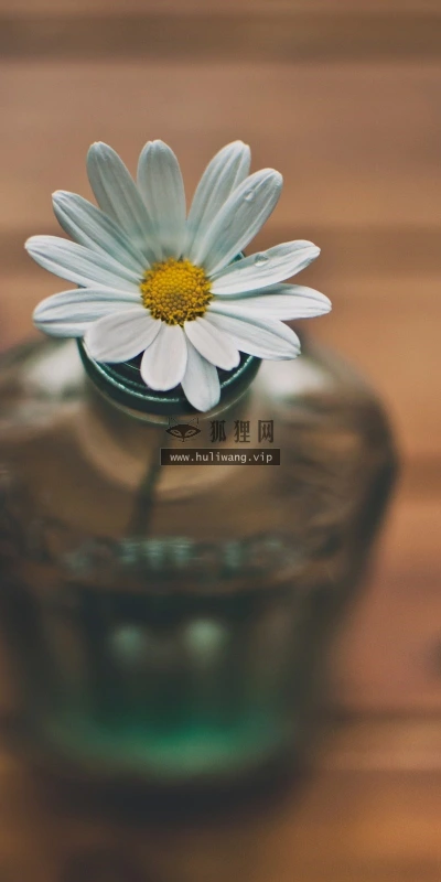 【13967】植物壁纸  2K 高清壁纸2560_1600@青蛙壁纸-笨猫小站