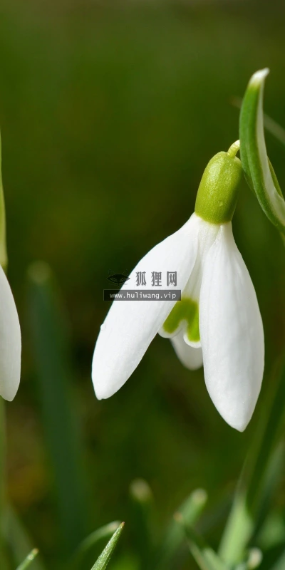 【13968】植物壁纸  2K 高清壁纸2560_1600@青蛙壁纸-笨猫小站