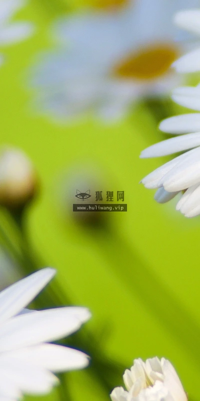 【13969】植物壁纸  2K 高清壁纸2560_1600@青蛙壁纸-笨猫小站