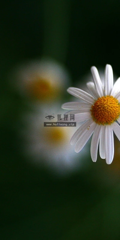 【13970】植物壁纸  2K 高清壁纸2560_1600@青蛙壁纸-笨猫小站