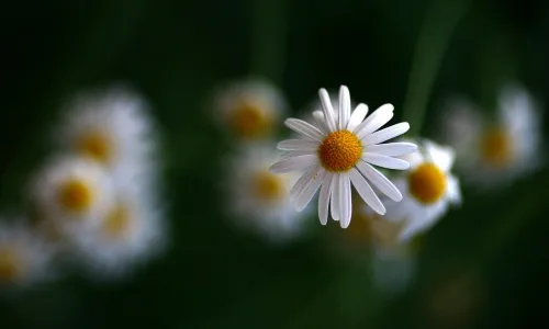 【13970】植物壁纸  2K 高清壁纸2560_1600@青蛙壁纸-笨猫小站