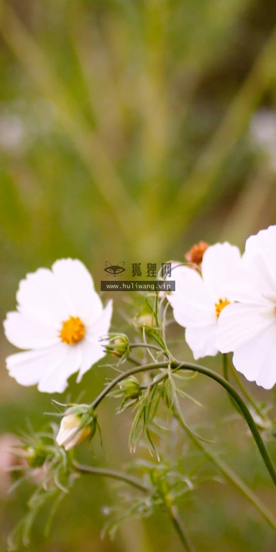 【13971】植物壁纸  2K 高清壁纸2560_1600@青蛙壁纸-笨猫小站