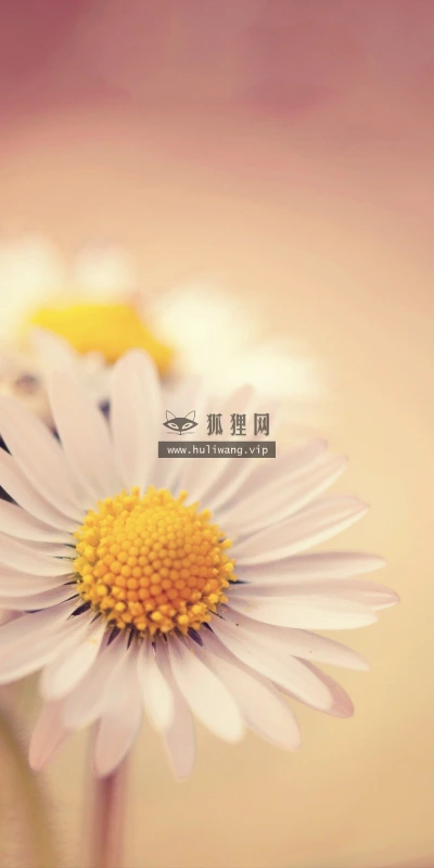 【13973】植物壁纸  2K 高清壁纸2560_1600@青蛙壁纸-笨猫小站
