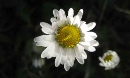 【13974】植物壁纸  2K 高清壁纸2560_1600@青蛙壁纸-笨猫小站