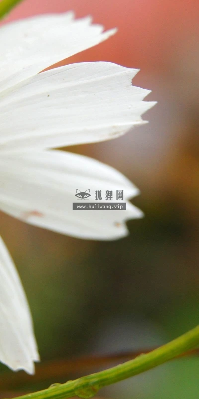 【13975】植物壁纸  2K 高清壁纸2560_1600@青蛙壁纸-笨猫小站