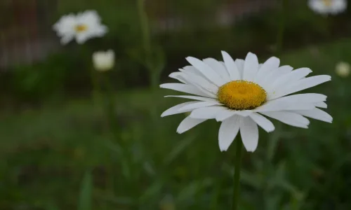 【13976】植物壁纸  2K 高清壁纸2560_1600@青蛙壁纸-笨猫小站