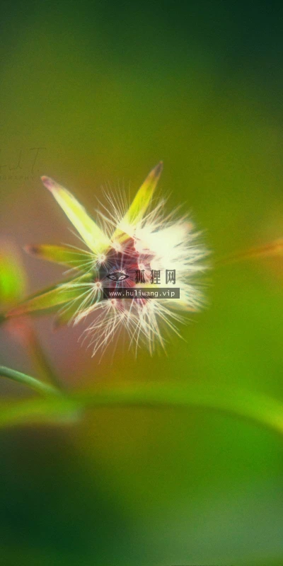 【13977】植物壁纸  2K 高清壁纸2560_1600@青蛙壁纸-笨猫小站