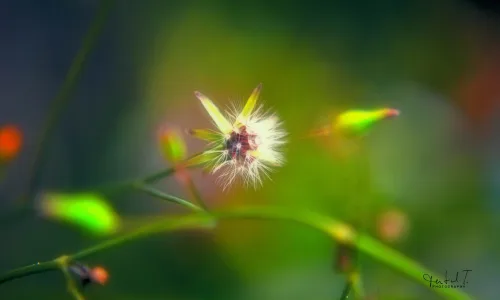 【13977】植物壁纸  2K 高清壁纸2560_1600@青蛙壁纸-笨猫小站