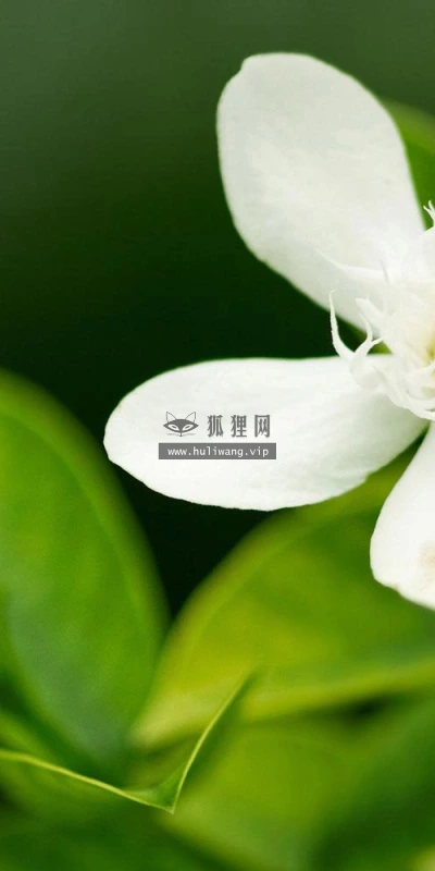 【13978】植物壁纸  2K 高清壁纸2560_1600@青蛙壁纸-笨猫小站