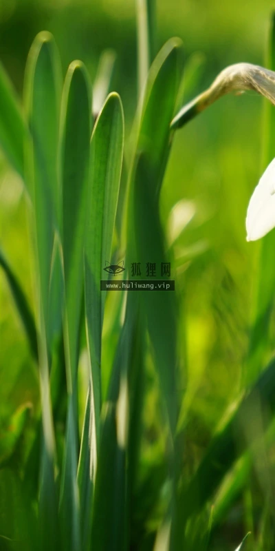 【13981】植物壁纸  2K 高清壁纸2560_1600@青蛙壁纸-笨猫小站
