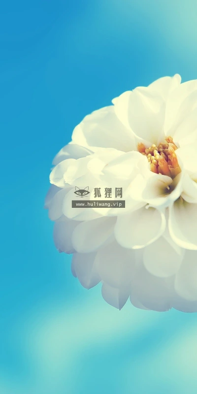 【13982】植物壁纸  2K 高清壁纸2560_1600@青蛙壁纸-笨猫小站