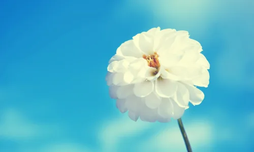 【13982】植物壁纸  2K 高清壁纸2560_1600@青蛙壁纸-笨猫小站