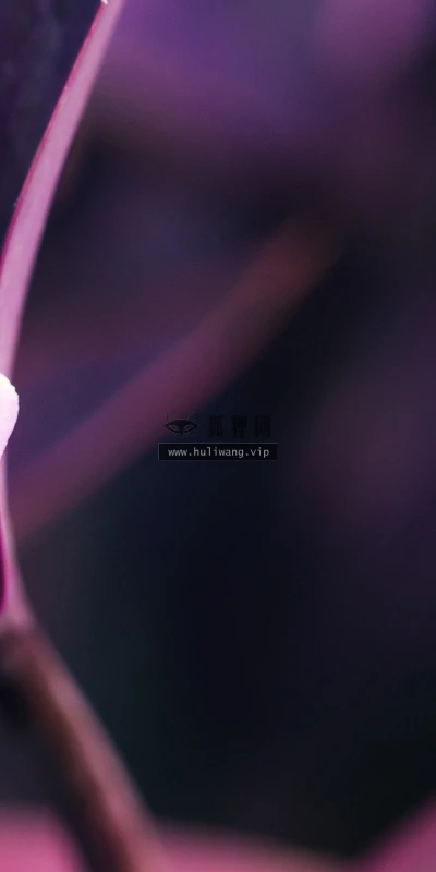 【13983】植物壁纸  2K 高清壁纸2560_1600@青蛙壁纸-笨猫小站