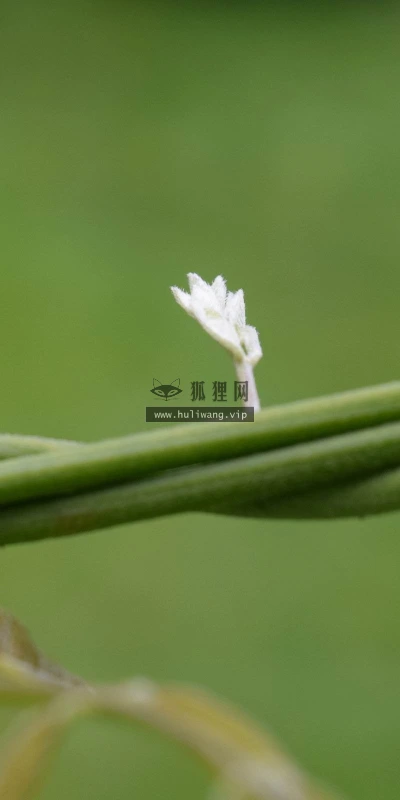 【13985】植物壁纸  2K 高清壁纸2560_1600@青蛙壁纸-笨猫小站