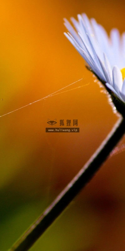 【13987】植物壁纸  2K 高清壁纸2560_1600@青蛙壁纸-笨猫小站