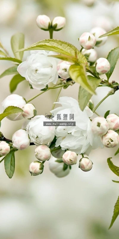 【13988】植物壁纸  2K 高清壁纸2560_1600@青蛙壁纸-笨猫小站