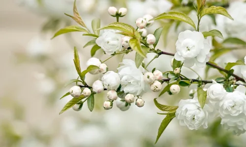 【13988】植物壁纸  2K 高清壁纸2560_1600@青蛙壁纸-笨猫小站