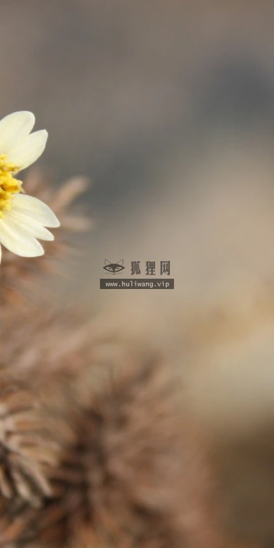 【13989】植物壁纸  2K 高清壁纸2560_1600@青蛙壁纸-笨猫小站