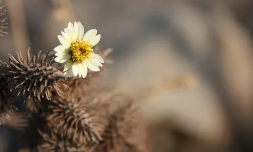 【13989】植物壁纸  2K 高清壁纸2560_1600@青蛙壁纸-笨猫小站