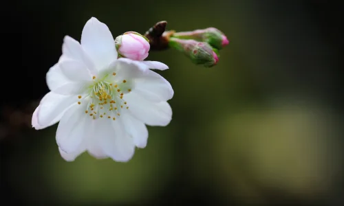 【13990】植物壁纸  2K 高清壁纸2560_1600@青蛙壁纸-笨猫小站