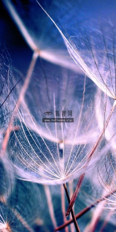 【13991】植物壁纸  2K 高清壁纸2560_1600@青蛙壁纸-笨猫小站