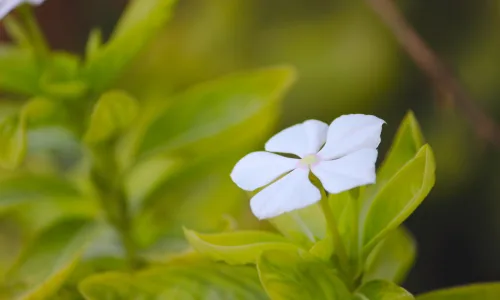 【13992】植物壁纸  2K 高清壁纸2560_1600@青蛙壁纸-笨猫小站