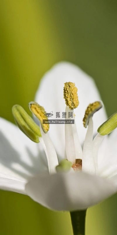 【13994】植物壁纸  2K 高清壁纸2560_1600@青蛙壁纸-笨猫小站