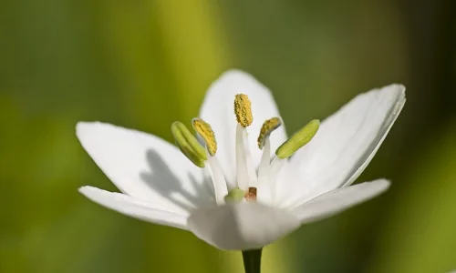 【13994】植物壁纸  2K 高清壁纸2560_1600@青蛙壁纸-笨猫小站