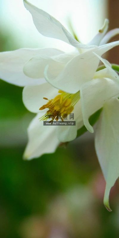 【13995】植物壁纸  2K 高清壁纸2560_1600@青蛙壁纸-笨猫小站
