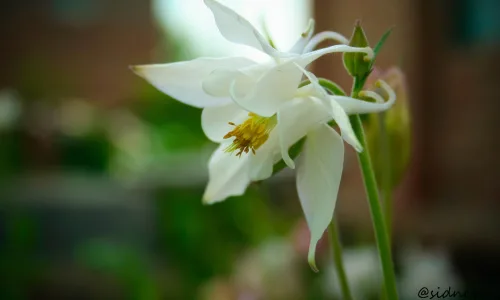 【13995】植物壁纸  2K 高清壁纸2560_1600@青蛙壁纸-笨猫小站