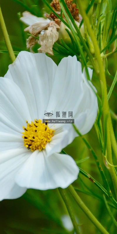 【13996】植物壁纸  2K 高清壁纸2560_1600@青蛙壁纸-笨猫小站