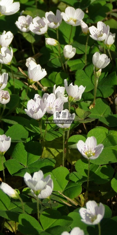 【13997】植物壁纸  2K 高清壁纸2560_1600@青蛙壁纸-笨猫小站