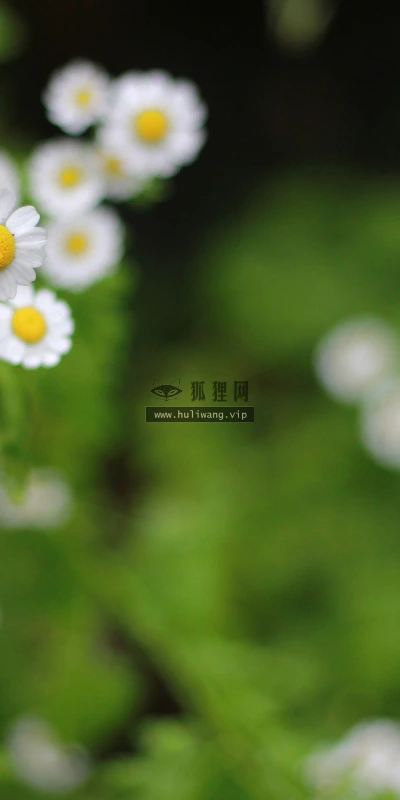 【13998】植物壁纸  2K 高清壁纸2560_1600@青蛙壁纸-笨猫小站