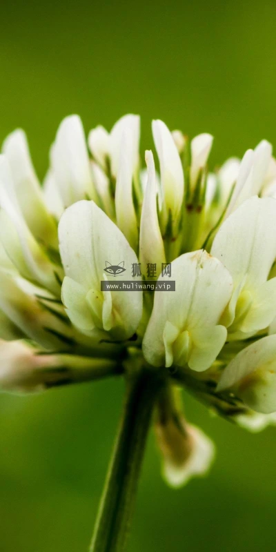 【13999】植物壁纸  2K 高清壁纸2560_1600@青蛙壁纸-笨猫小站