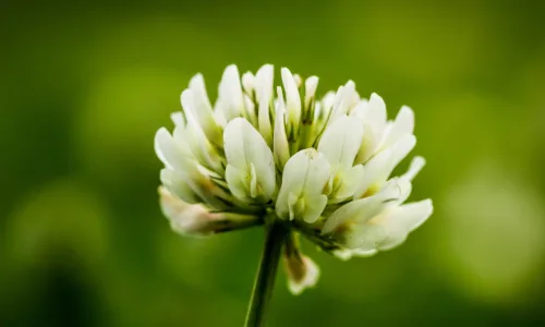 【13999】植物壁纸  2K 高清壁纸2560_1600@青蛙壁纸-笨猫小站