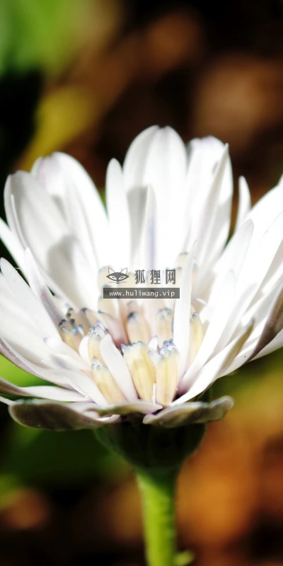 【14000】植物壁纸  2K 高清壁纸2560_1600@青蛙壁纸-笨猫小站