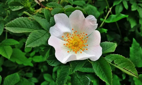 【14001】植物壁纸  2K 高清壁纸2560_1600@青蛙壁纸-笨猫小站
