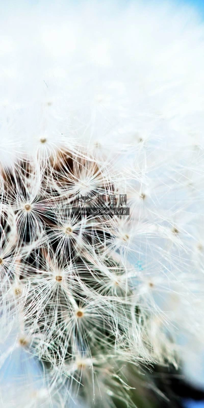 【14002】植物壁纸  2K 高清壁纸2560_1600@青蛙壁纸-笨猫小站
