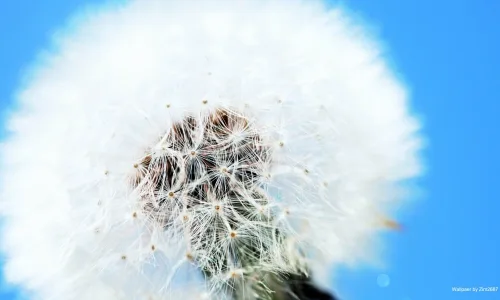 【14002】植物壁纸  2K 高清壁纸2560_1600@青蛙壁纸-笨猫小站