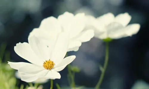 【14004】植物壁纸  2K 高清壁纸2560_1600@青蛙壁纸-笨猫小站
