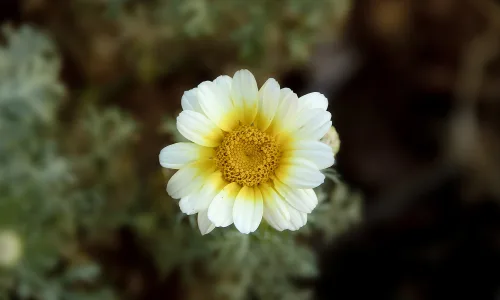 【14005】植物壁纸  2K 高清壁纸2560_1600@青蛙壁纸-笨猫小站