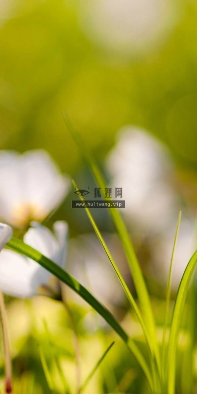 【14006】植物壁纸  2K 高清壁纸2560_1600@青蛙壁纸-笨猫小站