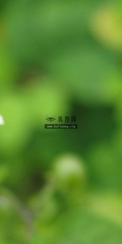 【14007】植物壁纸  2K 高清壁纸2560_1600@青蛙壁纸-笨猫小站