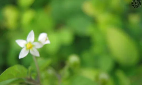 【14007】植物壁纸  2K 高清壁纸2560_1600@青蛙壁纸-笨猫小站