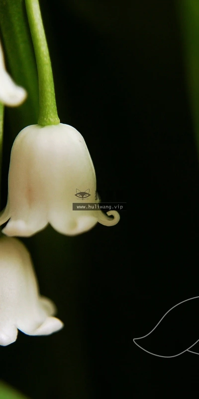 【14008】植物壁纸  2K 高清壁纸2560_1600@青蛙壁纸-笨猫小站