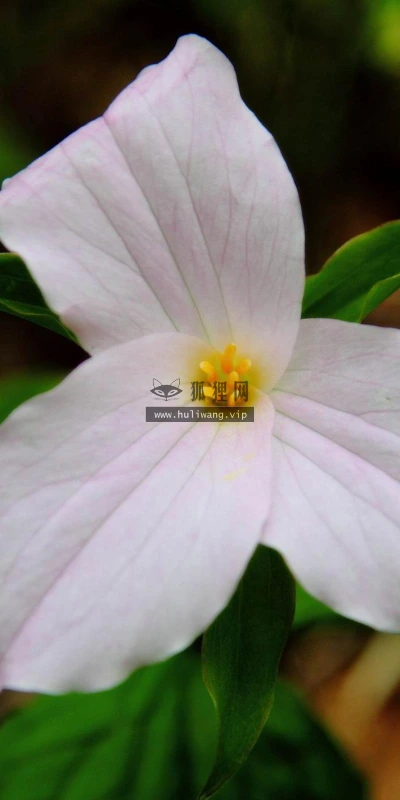 【14009】植物壁纸  2K 高清壁纸2560_1600@青蛙壁纸-笨猫小站