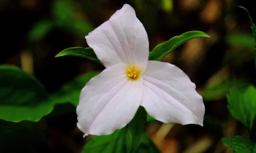 【14009】植物壁纸  2K 高清壁纸2560_1600@青蛙壁纸-笨猫小站