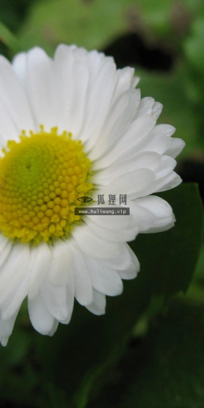 【14010】植物壁纸  2K 高清壁纸2560_1600@青蛙壁纸-笨猫小站