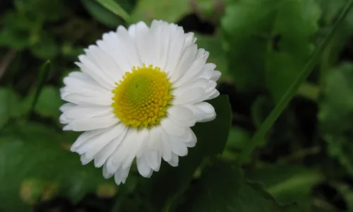 【14010】植物壁纸  2K 高清壁纸2560_1600@青蛙壁纸-笨猫小站