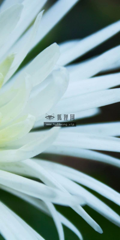 【14011】植物壁纸  2K 高清壁纸2560_1600@青蛙壁纸-笨猫小站